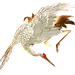 查看图片