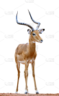 黑斑羚,白色背景,瞪羚,垂直画幅,机敏,雄鹿,食草动物,户外,特写,哺乳纲
