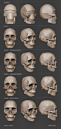 Soule Designs - Skull studies