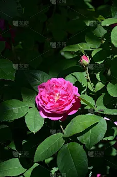 都灵夫人宫的花园