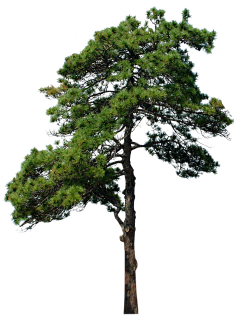 F小天采集到植物