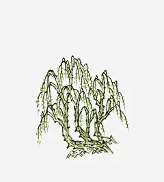 绿色柳树免抠素材 页面网页 平面电商 创意素材 png素材
