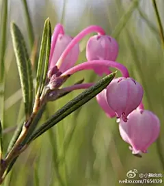 青姬木，一种小灌木，通常被称为沼泽迷迭香、小石南，杜鹃花科小石南属(属名的另一个意思是仙女星座)，是一种分布在美国新罕布什尔州北部的石南。青姬木只生长在冷凉的泥炭淤积沼泽地区。