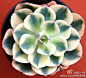 【玉蝶锦】景天科、石莲花属（Echeveria secunda "Compton Carousel"）