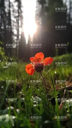 春色关不住  - 源文件下载【酷图网】风景画,雨后,野花盛开,阳光,红花,高清,壁纸,手机壁纸