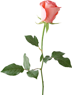 ~↘麥兜兜采集到花卉