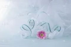 贺卡,清新,彩色背景,简单,非洲雏菊,杂色的,春天,背景,薄纱网,日本