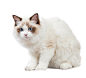 布偶猫3