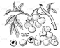 龙眼水果手绘元素植物插画