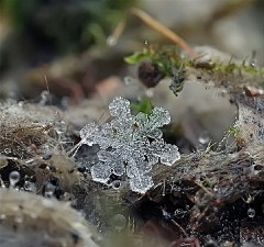 无语的境界采集到雪花的美