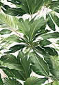 芭蕉叶绿叶植物背景