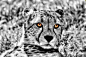 Photograph Gepard - Eyes by Frank Weil a. Rh. on 500px