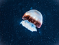 Mushroom of the sea by Lou Lu on 500px