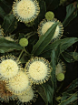 Cephalanthus occidentalis ...buttonbush- Great addition to a butterfly garden. #gardenshrubshouse