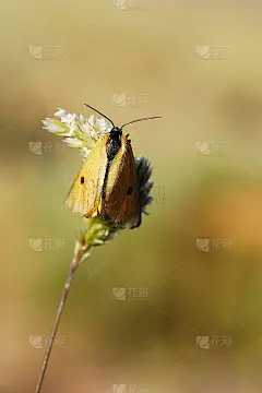 在自然环境中夜间活动的蝴蝶