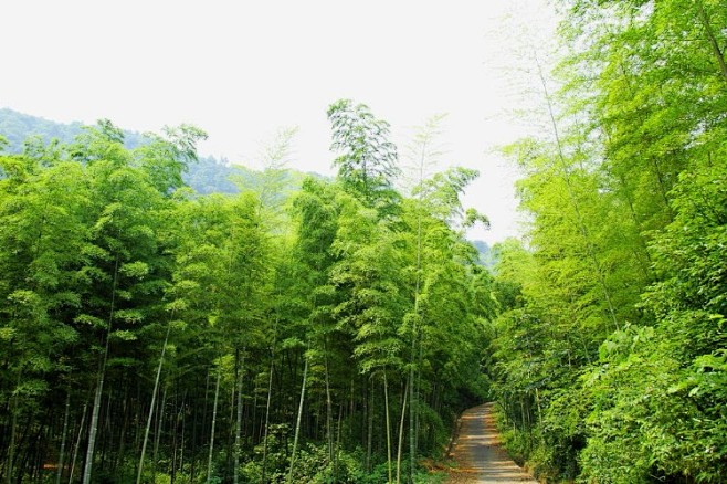 乌山竹海