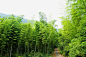 乌山竹海