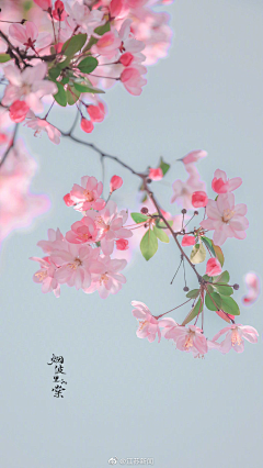 蠍子_寝不足采集到花