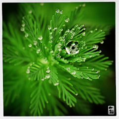 清翎er采集到花草/花器