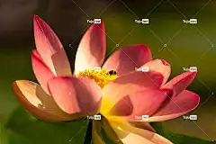 花 花卉背景 蜜蜂 授粉 花壁纸 莲花 盛开 开花 昆虫