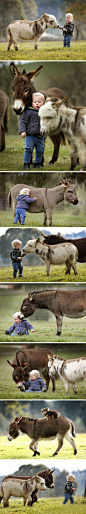 在澳大利亚一个叫做Amelia Rise Donkeys的地方...有着一种神奇的物种...就是迷你小毛驴！他们敏感细腻需要主人更多的关心..也需要其他动物的陪伴。「转」