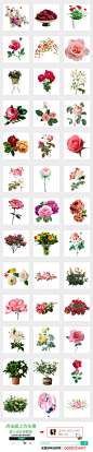 手绘月季玫瑰月季花瓣水墨玫瑰花PNG