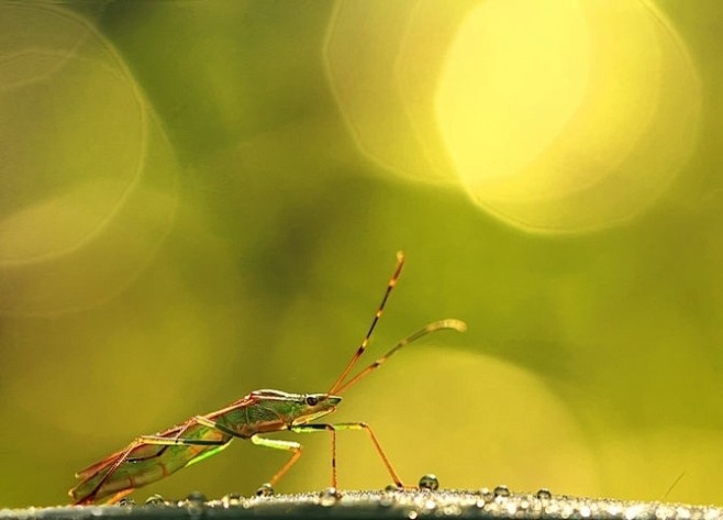 微距摄影的典范—昆虫和植物_组图-蜂鸟网