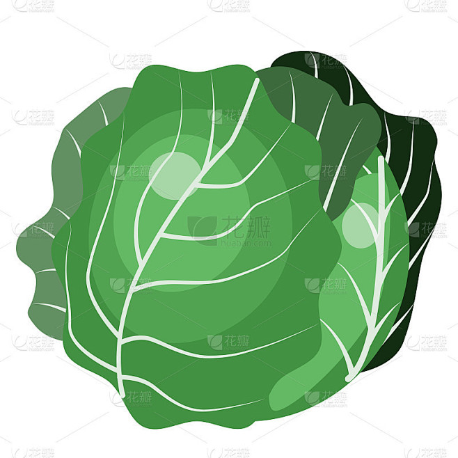 矢量插图的白菜图标平面设计。卷心菜的插图，图标，孤立的对象上的白色背景。素食主义，健康食品，有机蔬菜