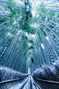 Bamboo pathway in snow, Kyoto, Japan
