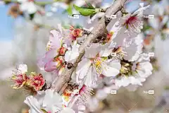 春天 花生杏仁 粉红色的花朵 春暖花开 开花杏仁 美丽的花朵 花壁纸