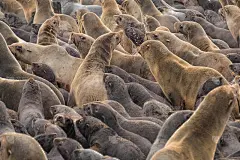 巨大的毛皮海豹聚集在海角十字海豹保护区的海滩上，骷髅海岸，纳米比亚沙漠，西部。
