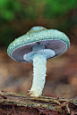 Stropharia aeruginosa铜绿球盖菇