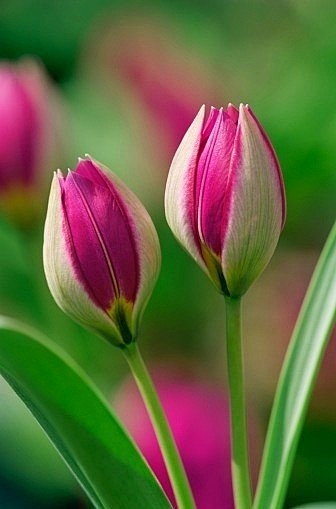 Tulipa humilis 'Pers...