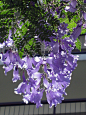 第32朵 蓝花楹
别 名：含羞草叶蓝花楹 、蓝雾树、巴西紫葳、紫云木
花语：绝望中等待爱情。
