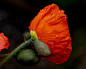 Photograph Iceland Poppy by Caroline Pirskanen on 500px