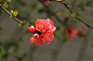 贴梗海棠 019.jpg
