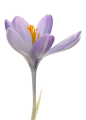 Crocus on white : Explore Funchye photos on Flickr. Funchye has uploaded 4435 photos to Flickr.