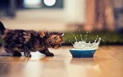 可爱小猫咪顽皮玩耍电脑壁纸图片