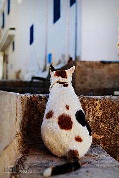 阿凡达哒哒哒哒采集到猫猫