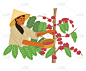 亚洲妇女在圆锥草帽收获咖啡豆
