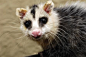 安第斯白耳负鼠 Didelphis pernigra 负鼠目 负鼠科 负鼠属
Ecuador's Imperilled Paradise - One of the World's Most Important, If…