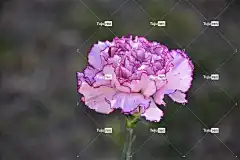 花 康乃馨 花壁纸 花卉背景 花的 盛开 春天 丰富多彩的 特写