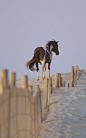 Wild pony on the sand dunes of Assateague Island, Maryland......check