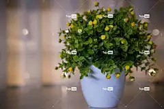 花朵 植物 锅 花卉背景 树叶 白锅 花瓶 花壁纸 美丽的花朵