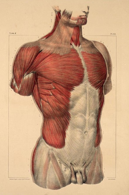 【身体骨骼、肌肉结构图】头部篇：OCG插...