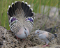 jenntalksnature:

I had to make this post to go along with this video, because really, Crested pigeons (Ocyphaps lophotes, top three photos) are freaking pretty.  I’ve also included another Australian Columbid that I’m jealous of, the Common Bronzewing 