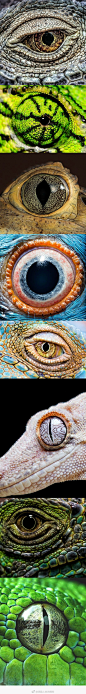 #绘画参考# 海量瞳孔素材分享来自动物界的上百种美丽眼瞳~
顺便附上【原画人讲师-唐月辉】瞳孔绘制速涂教程：L原画人官方微博的秒拍视频