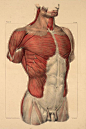 Chest and Side Ill. Jean-Baptiste Marc Bourgery (1797-1849 https://pinterest.com/pin/287386019948321810), Nicolas Henri Jacob. [Traité complet de l’anatomie de l’homme comprenant la médecine opératoire (1831-1854 https://pinterest.com/pin/2873860199419668