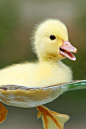 Adorable cute duckling swimming in clean transparent water ... | An...