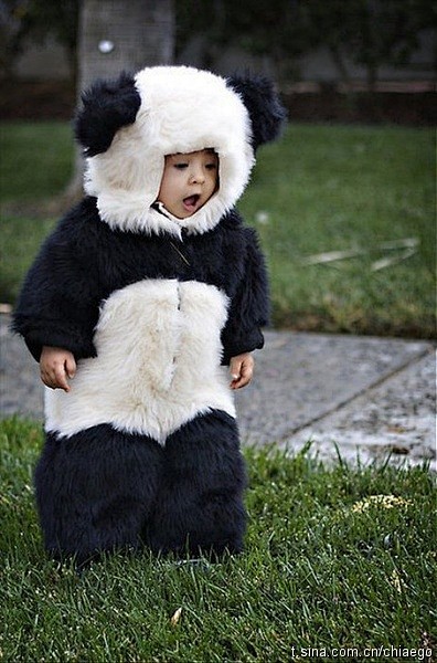 Rare Panda Spotted –...